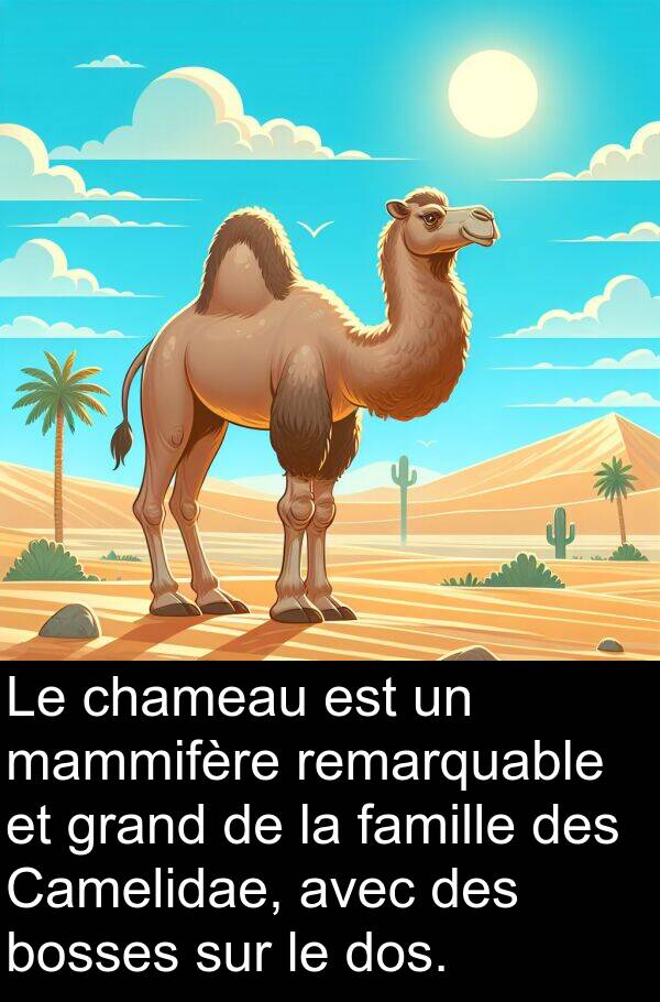 bosses: Le chameau est un mammifère remarquable et grand de la famille des Camelidae, avec des bosses sur le dos.