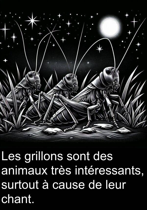cause: Les grillons sont des animaux très intéressants, surtout à cause de leur chant.