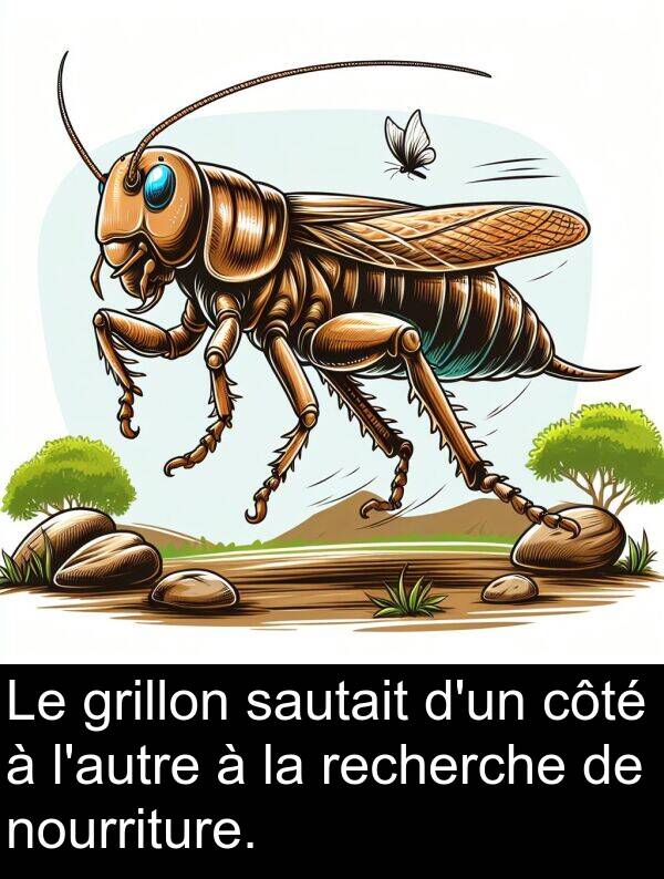 sautait: Le grillon sautait d'un côté à l'autre à la recherche de nourriture.