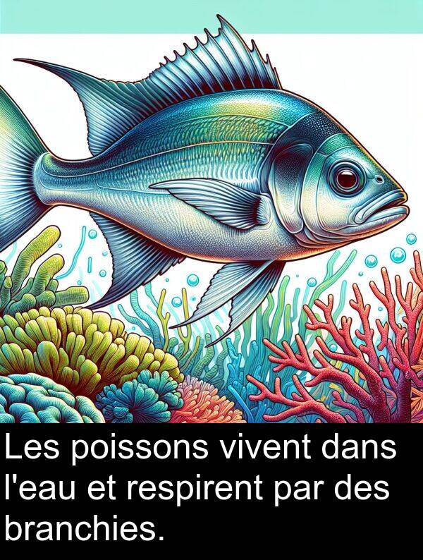 branchies: Les poissons vivent dans l'eau et respirent par des branchies.