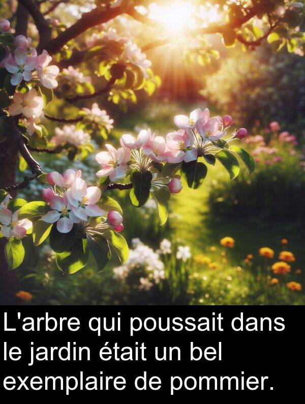 exemplaire: L'arbre qui poussait dans le jardin était un bel exemplaire de pommier.