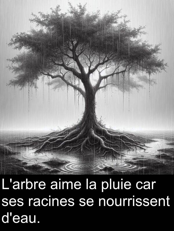 car: L'arbre aime la pluie car ses racines se nourrissent d'eau.