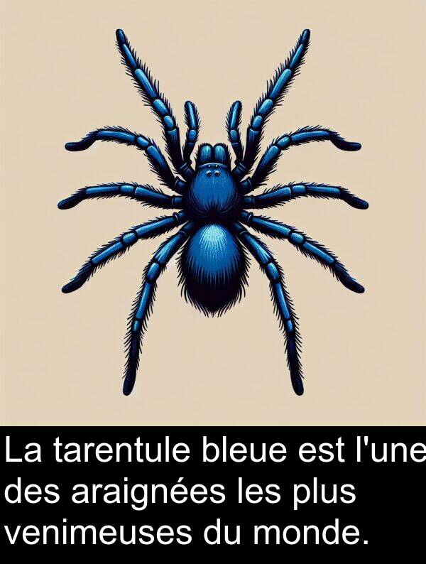 tarentule: La tarentule bleue est l'une des araignées les plus venimeuses du monde.
