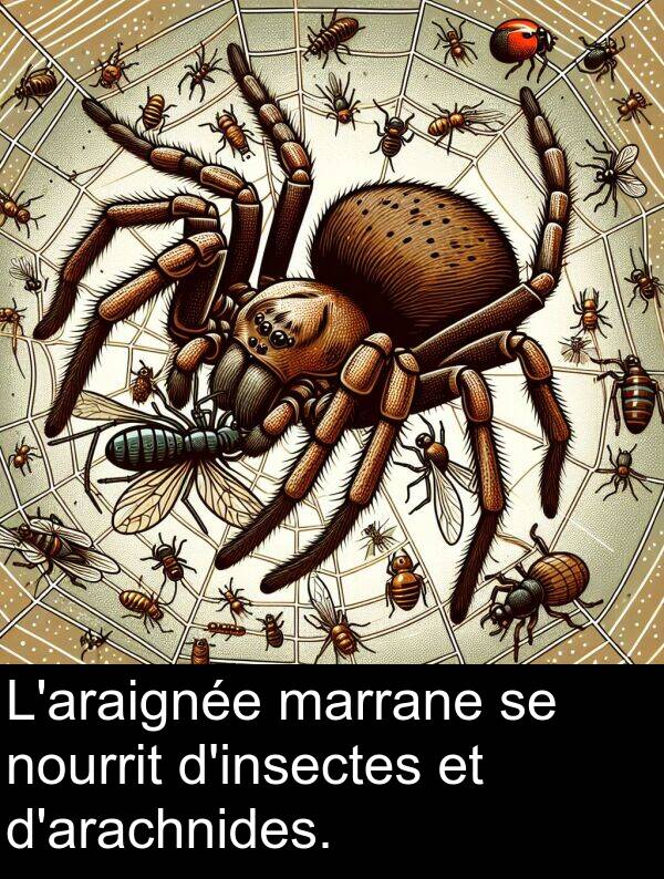 marrane: L'araignée marrane se nourrit d'insectes et d'arachnides.