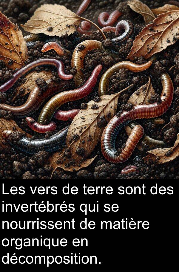 décomposition: Les vers de terre sont des invertébrés qui se nourrissent de matière organique en décomposition.