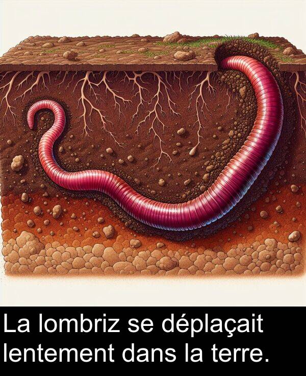 lentement: La lombriz se déplaçait lentement dans la terre.