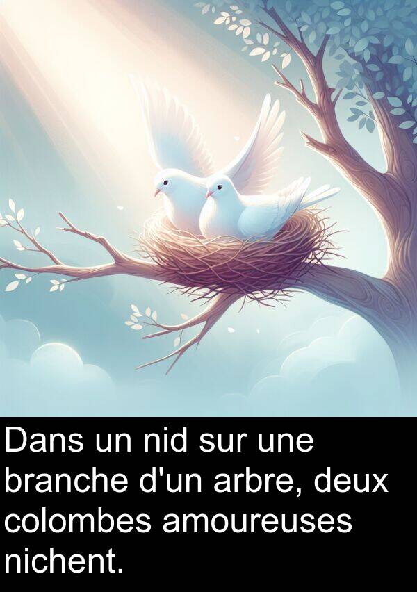 amoureuses: Dans un nid sur une branche d'un arbre, deux colombes amoureuses nichent.