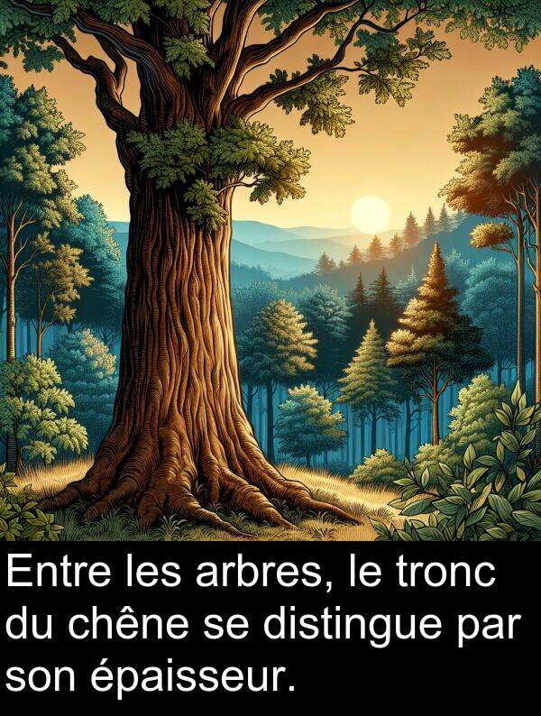 tronc: Entre les arbres, le tronc du chêne se distingue par son épaisseur.