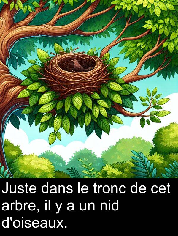 tronc: Juste dans le tronc de cet arbre, il y a un nid d'oiseaux.