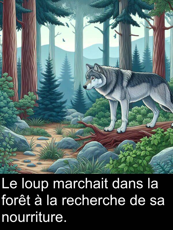 loup: Le loup marchait dans la forêt à la recherche de sa nourriture.
