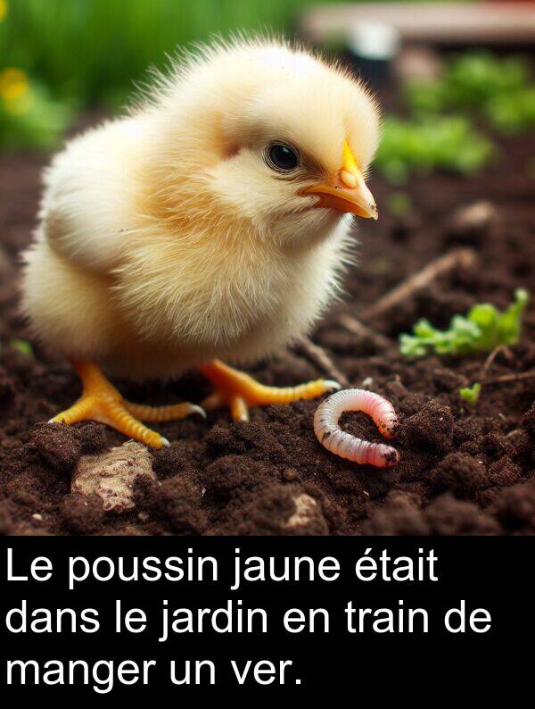 jaune: Le poussin jaune était dans le jardin en train de manger un ver.