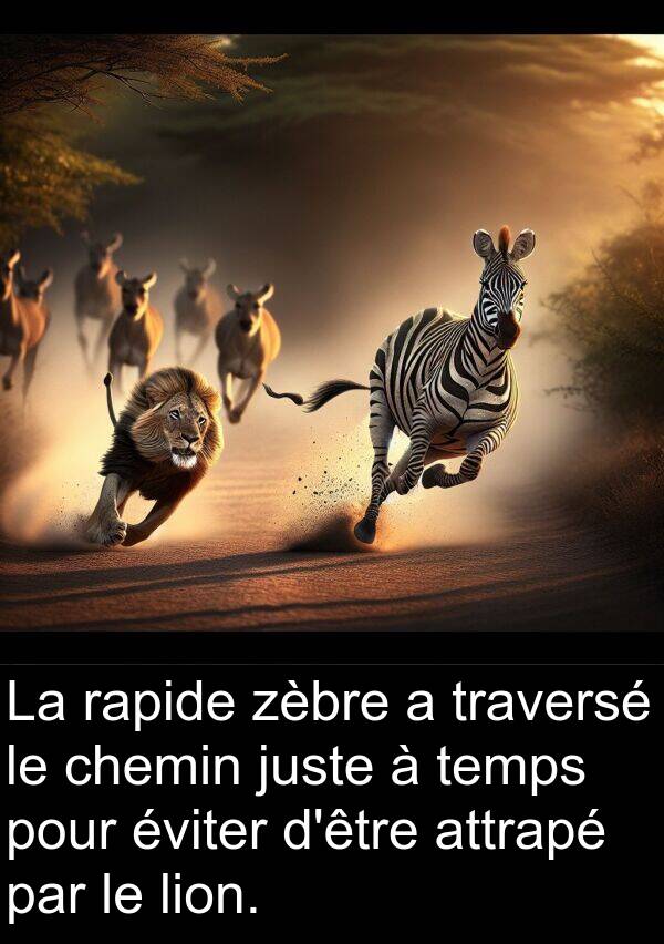 juste: La rapide zèbre a traversé le chemin juste à temps pour éviter d'être attrapé par le lion.