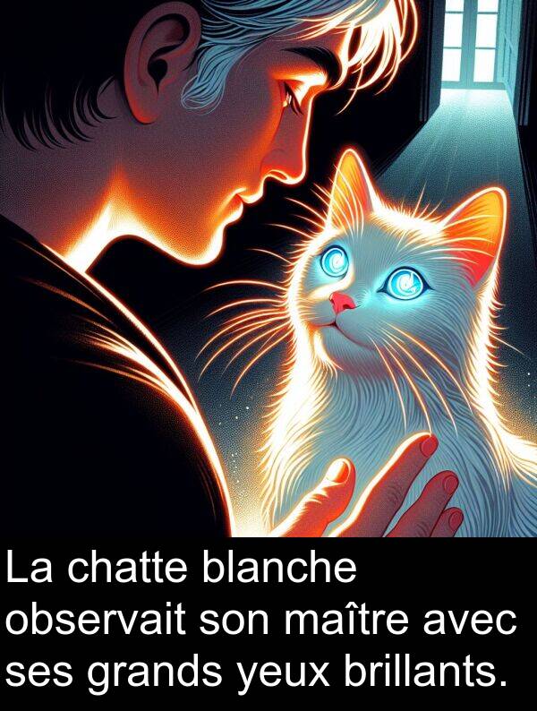 observait: La chatte blanche observait son maître avec ses grands yeux brillants.