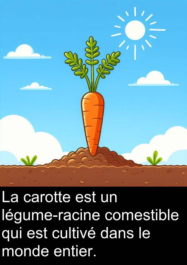 entier: La carotte est un légume-racine comestible qui est cultivé dans le monde entier.