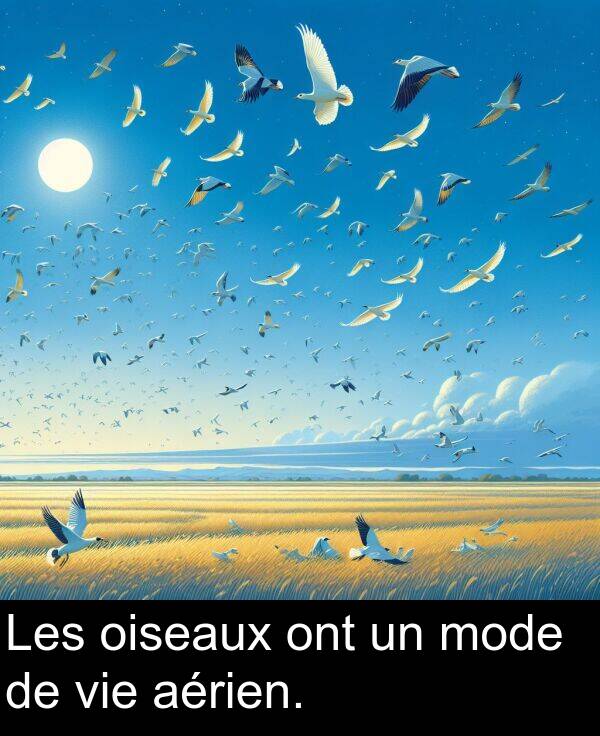 ont: Les oiseaux ont un mode de vie aérien.
