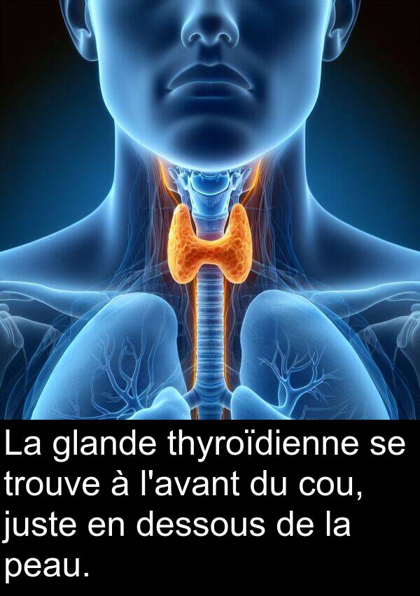juste: La glande thyroïdienne se trouve à l'avant du cou, juste en dessous de la peau.