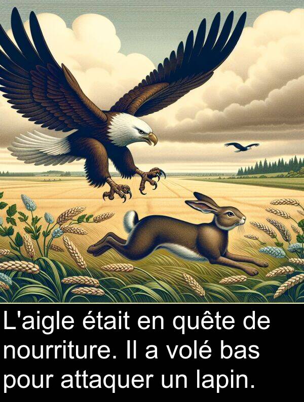 quête: L'aigle était en quête de nourriture. Il a volé bas pour attaquer un lapin.