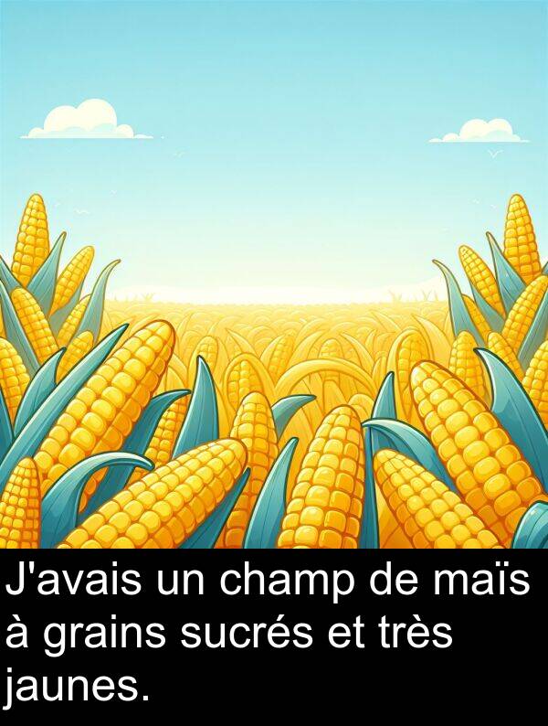 jaunes: J'avais un champ de maïs à grains sucrés et très jaunes.