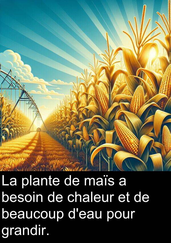 beaucoup: La plante de maïs a besoin de chaleur et de beaucoup d'eau pour grandir.