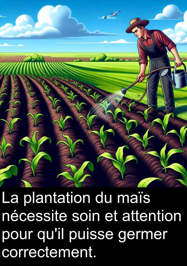 germer: La plantation du maïs nécessite soin et attention pour qu'il puisse germer correctement.