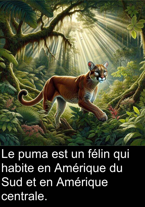 habite: Le puma est un félin qui habite en Amérique du Sud et en Amérique centrale.