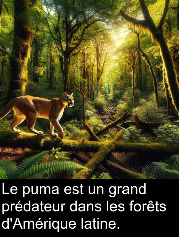 latine: Le puma est un grand prédateur dans les forêts d'Amérique latine.