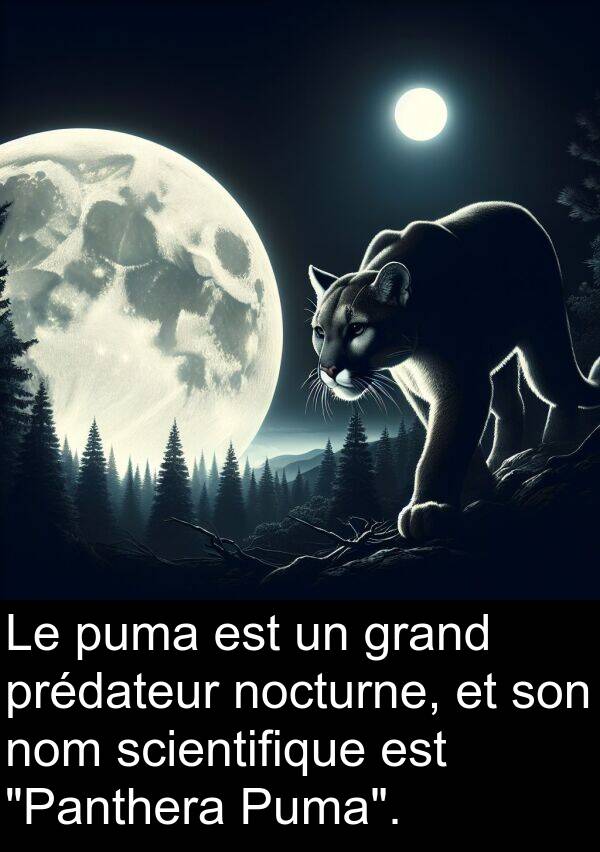 nom: Le puma est un grand prédateur nocturne, et son nom scientifique est "Panthera Puma".