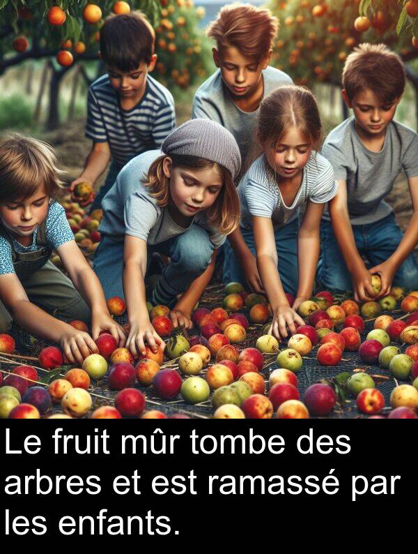 ramassé: Le fruit mûr tombe des arbres et est ramassé par les enfants.