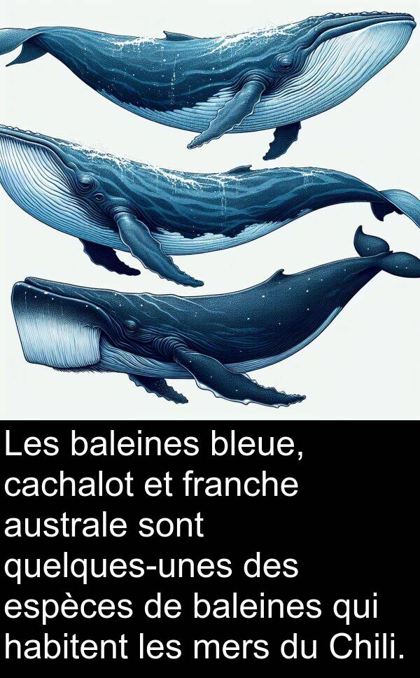 cachalot: Les baleines bleue, cachalot et franche australe sont quelques-unes des espèces de baleines qui habitent les mers du Chili.