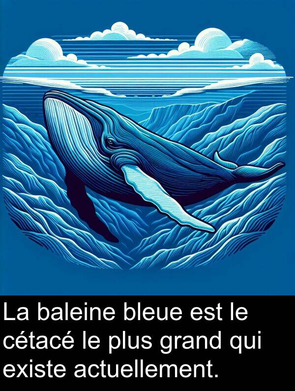 baleine: La baleine bleue est le cétacé le plus grand qui existe actuellement.