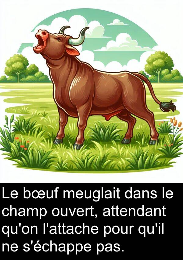 meuglait: Le bœuf meuglait dans le champ ouvert, attendant qu'on l'attache pour qu'il ne s'échappe pas.