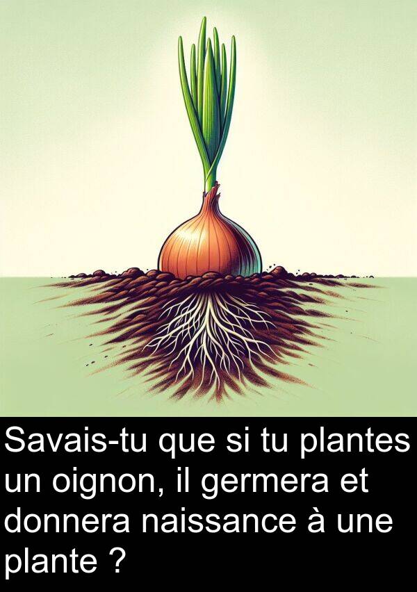 oignon: Savais-tu que si tu plantes un oignon, il germera et donnera naissance à une plante ?