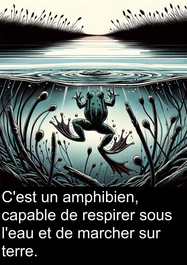 sous: C'est un amphibien, capable de respirer sous l'eau et de marcher sur terre.