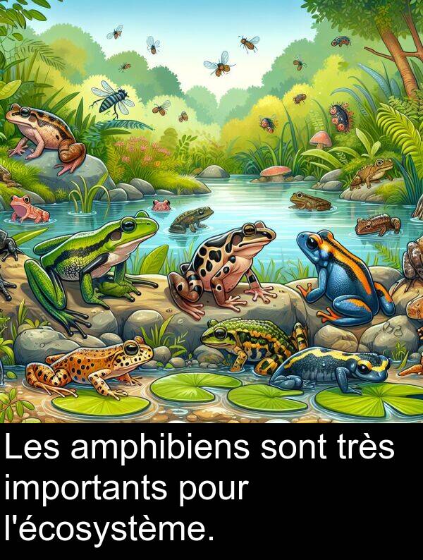 importants: Les amphibiens sont très importants pour l'écosystème.