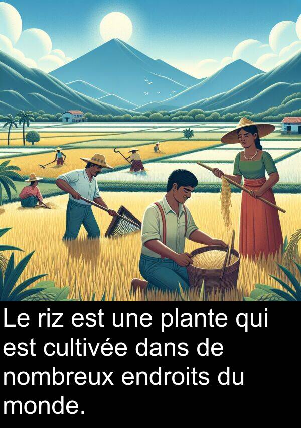 nombreux: Le riz est une plante qui est cultivée dans de nombreux endroits du monde.