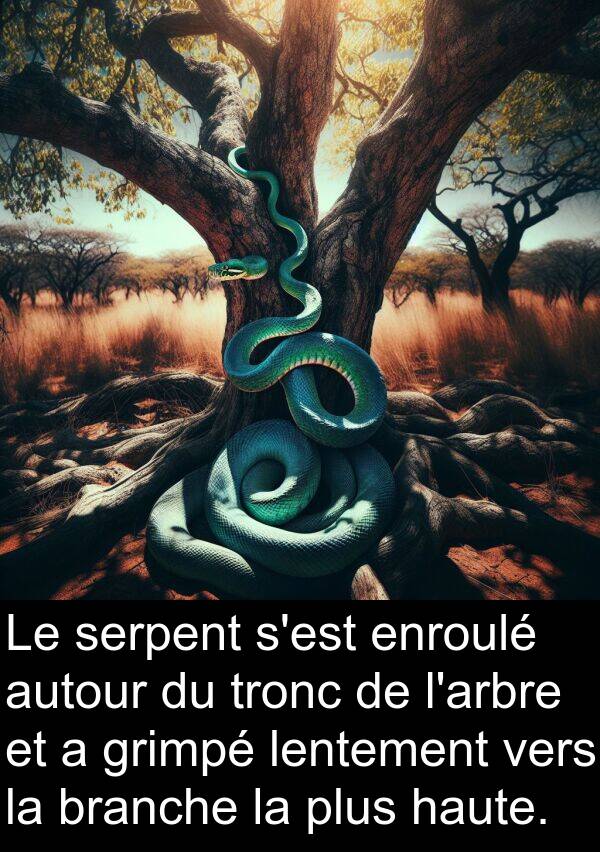 lentement: Le serpent s'est enroulé autour du tronc de l'arbre et a grimpé lentement vers la branche la plus haute.