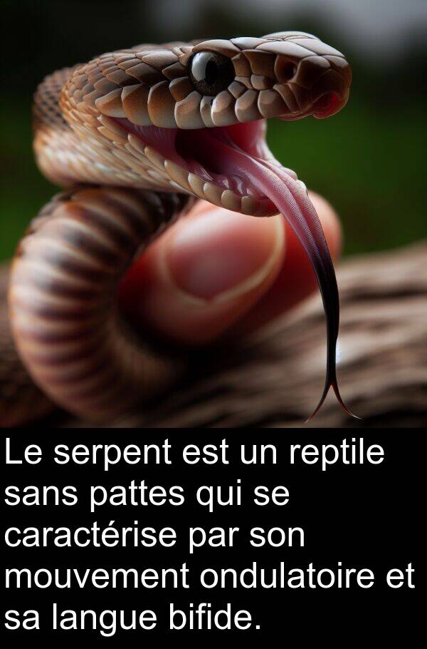 ondulatoire: Le serpent est un reptile sans pattes qui se caractérise par son mouvement ondulatoire et sa langue bifide.