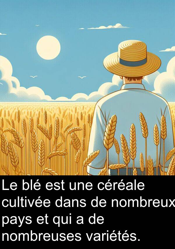 blé: Le blé est une céréale cultivée dans de nombreux pays et qui a de nombreuses variétés.
