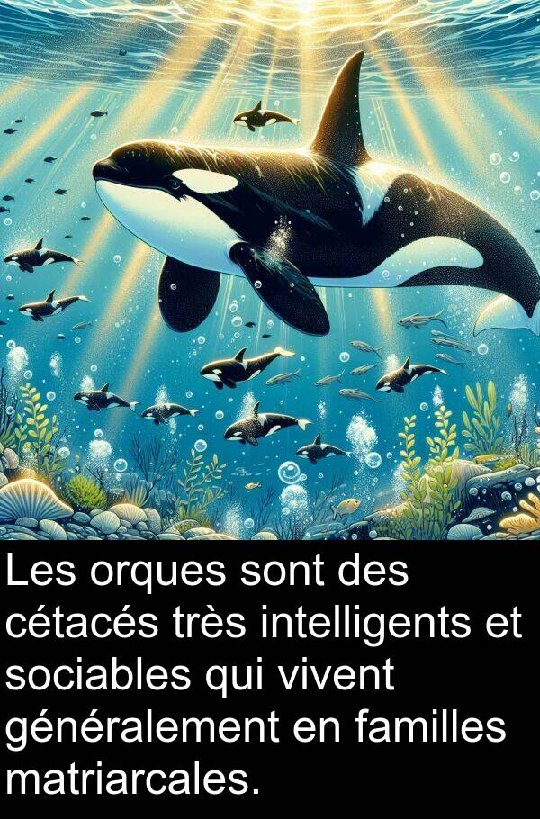 familles: Les orques sont des cétacés très intelligents et sociables qui vivent généralement en familles matriarcales.