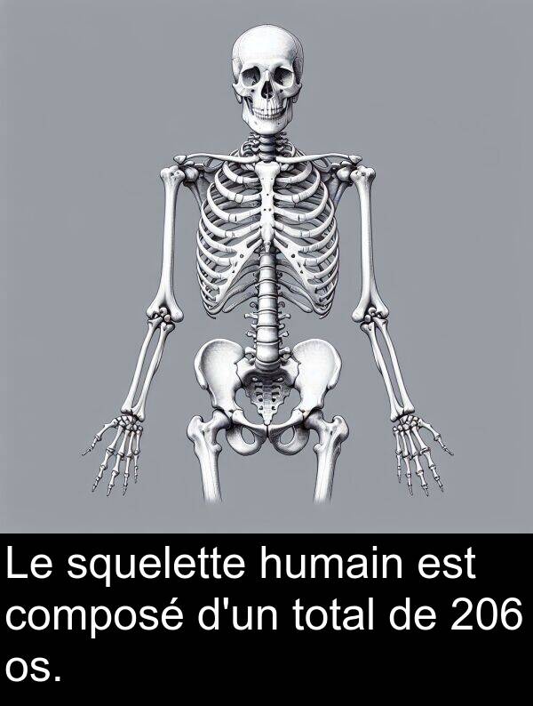 squelette: Le squelette humain est composé d'un total de 206 os.