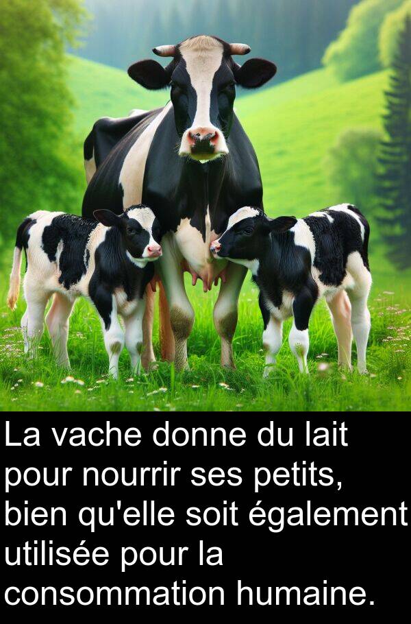 également: La vache donne du lait pour nourrir ses petits, bien qu'elle soit également utilisée pour la consommation humaine.
