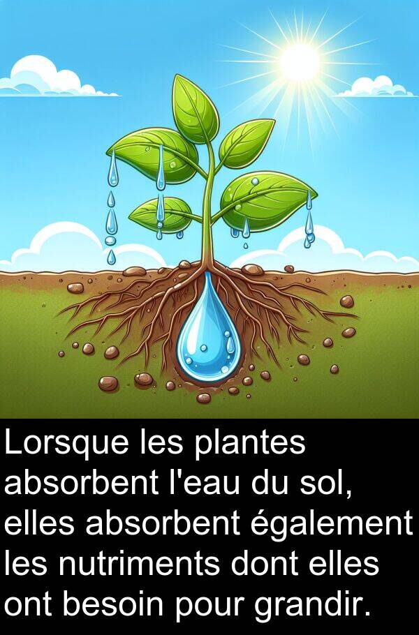 également: Lorsque les plantes absorbent l'eau du sol, elles absorbent également les nutriments dont elles ont besoin pour grandir.