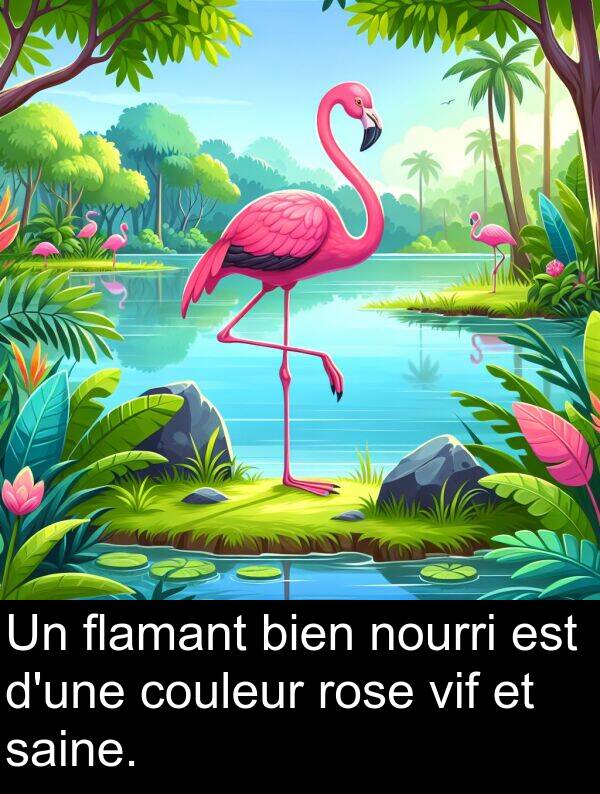 flamant: Un flamant bien nourri est d'une couleur rose vif et saine.