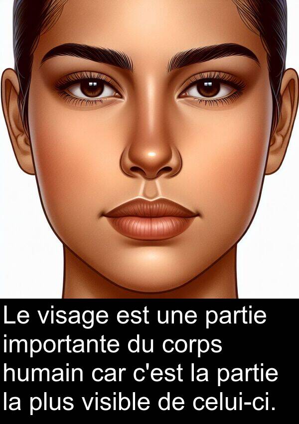 visible: Le visage est une partie importante du corps humain car c'est la partie la plus visible de celui-ci.