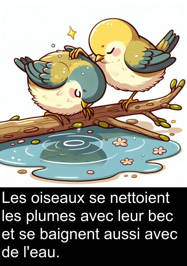 baignent: Les oiseaux se nettoient les plumes avec leur bec et se baignent aussi avec de l'eau.