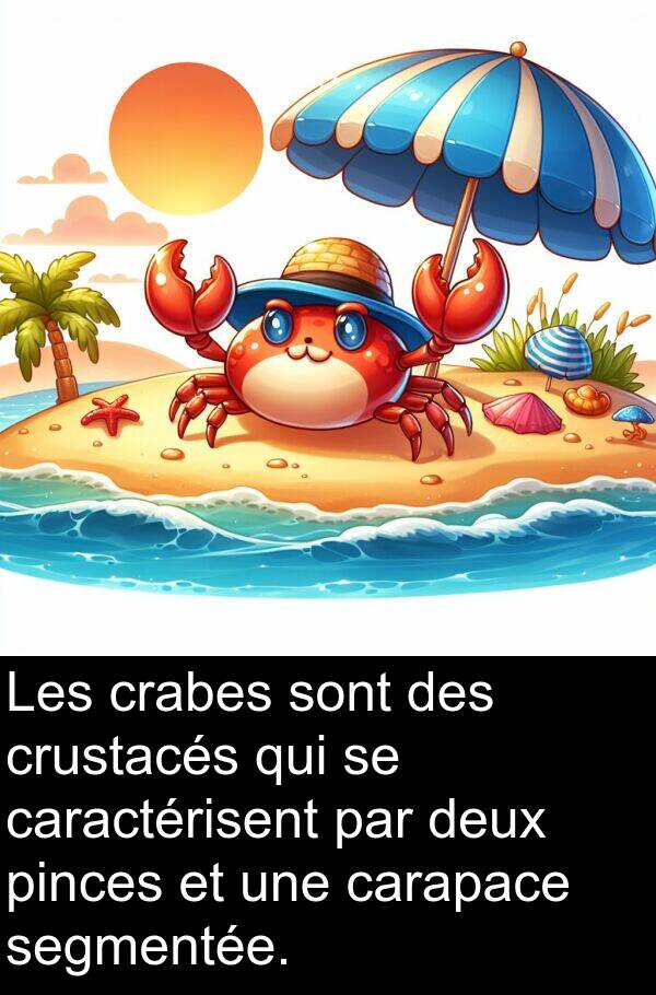 caractérisent: Les crabes sont des crustacés qui se caractérisent par deux pinces et une carapace segmentée.