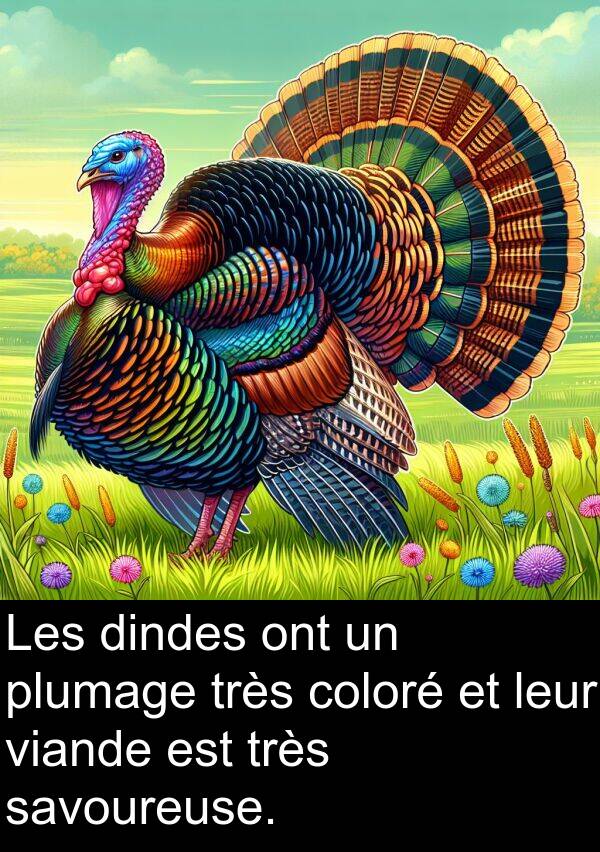 savoureuse: Les dindes ont un plumage très coloré et leur viande est très savoureuse.