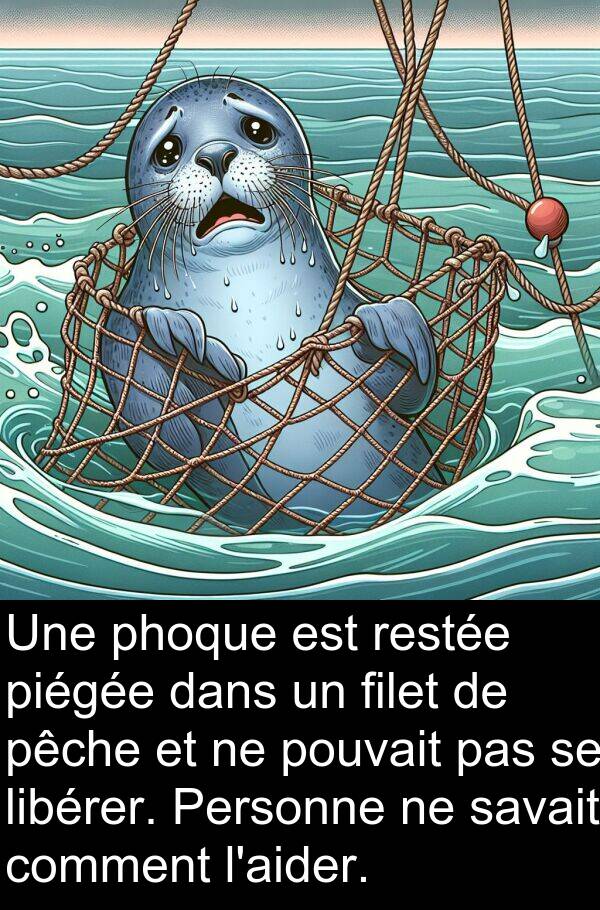 filet: Une phoque est restée piégée dans un filet de pêche et ne pouvait pas se libérer. Personne ne savait comment l'aider.