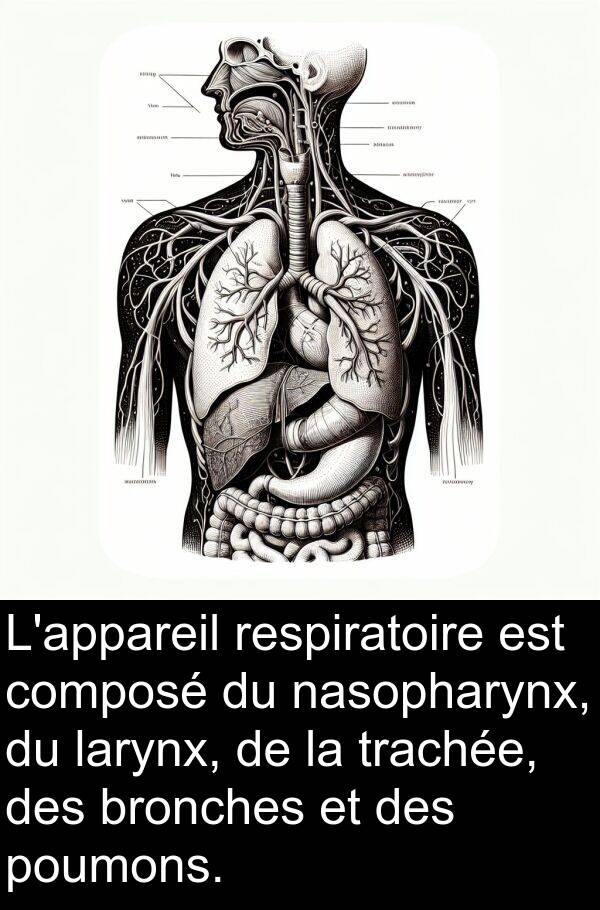 larynx: L'appareil respiratoire est composé du nasopharynx, du larynx, de la trachée, des bronches et des poumons.