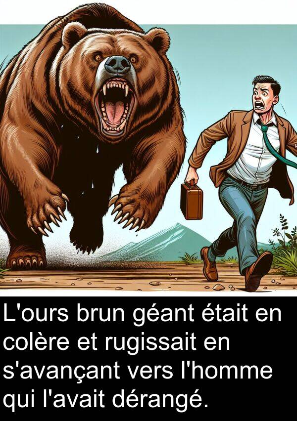 géant: L'ours brun géant était en colère et rugissait en s'avançant vers l'homme qui l'avait dérangé.